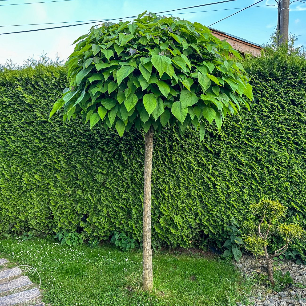 Obrázok Katalpa bignóniovitá (Catalpa bignonioides) ´NANA´ - výška 300-320 cm, obvod kmeňa 6/8 cm, kont. C18L/C20L